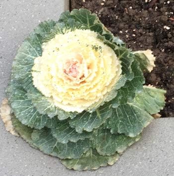 White Yellow Kale Brassica oleracea for planting in vegetable patch